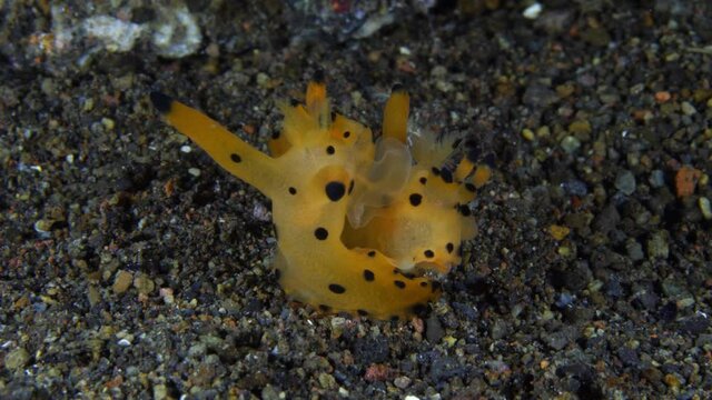 Pikachu nudi - nudibranch (sea slug) - Thecacera sp. mating. Macro underwater world of Tulamben, Bali, Indonesia.