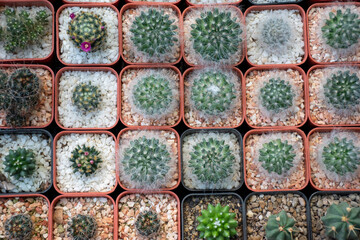 A beautifully arranged cactus garden that can be used as an advertising background.