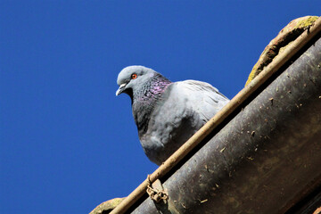 pigeon on the medieval roof