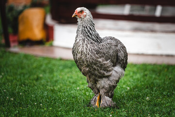Domestic European chickens walk on the grass and eat