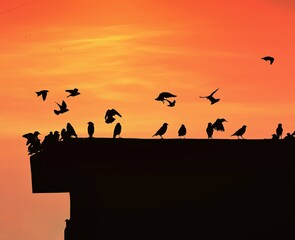Fototapeta na wymiar Silhouette of birds landing on terrace with orange background