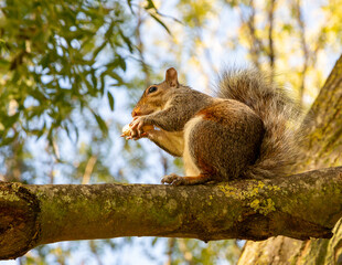 Naklejka na ściany i meble Grey squirrel on a branch, London
