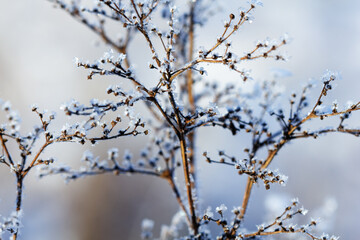 Nature winter background. Winter landscape. Shiny frost on the grass in the snow. Grass covered with frost and snow drifts close-up. Beautiful view of the winter nature. Frost macro. Frozen grass.