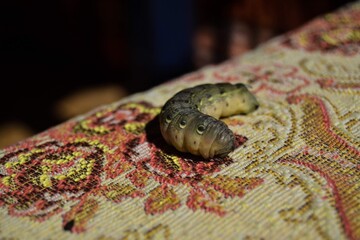 Huge and green caterpillar on the colorful fabric.