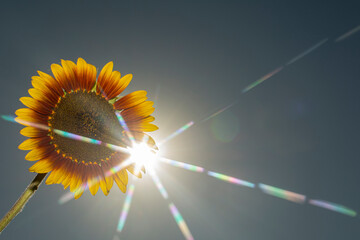 Colose-up sun flower against blue sky on sunny day.