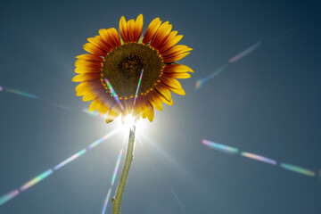 Colose-up sun flower against blue sky on sunny day.
