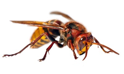 European hornet in latin Vespa crabro