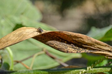 Black housefly on yellow and dried corn leaf.
