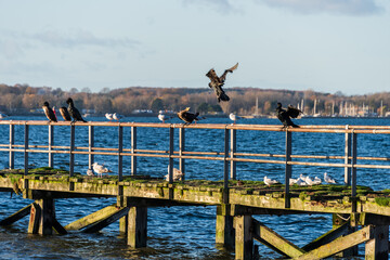 Möwen und Kormorane auf einem verrottetem Schiffsanleger an der Kieler Förde