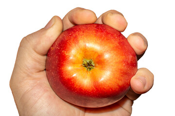 Fresh harvested apples from a garden. Apple tight in hand.