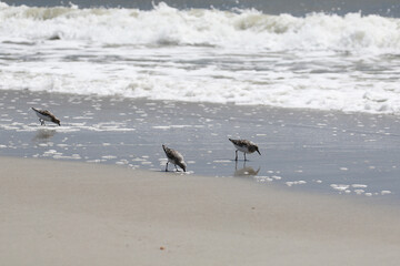 sandpipers on the Atlantic coast of Florida