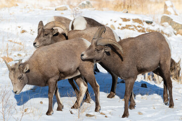 Fototapeta premium Colorado Rocky Mountain Bighorn Sheep