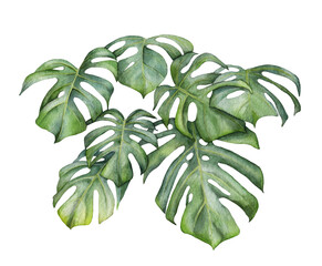 Monstera leaves. Botanical illustration painted in watercolor © Арина Трапезникова