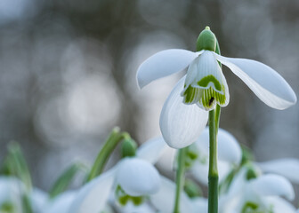 Closeup of early English snowdrops in Evenley Wood in Oxfordshire.