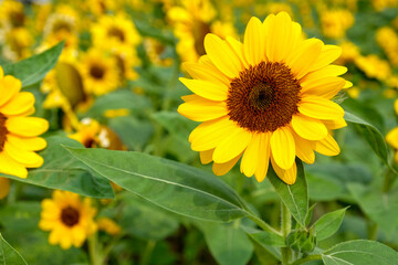 Beautiful sunflowers in nature sunflower filed.