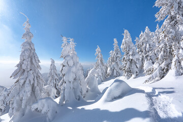 Fototapeta na wymiar Landscape on winter day. Spruce trees in the snowdrifts. High mountain. Lawn and forests. Snowy background. Nature scenery. Location place the Carpathian, Ukraine, Europe.