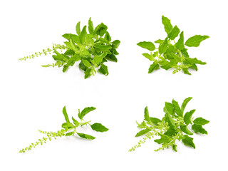 Holy basil on white background