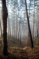Forest in the morning in a fog in the sun, trees in a haze of light, glowing mist among the woods