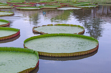 Beautiful green Victoria waterlily leaves in the water