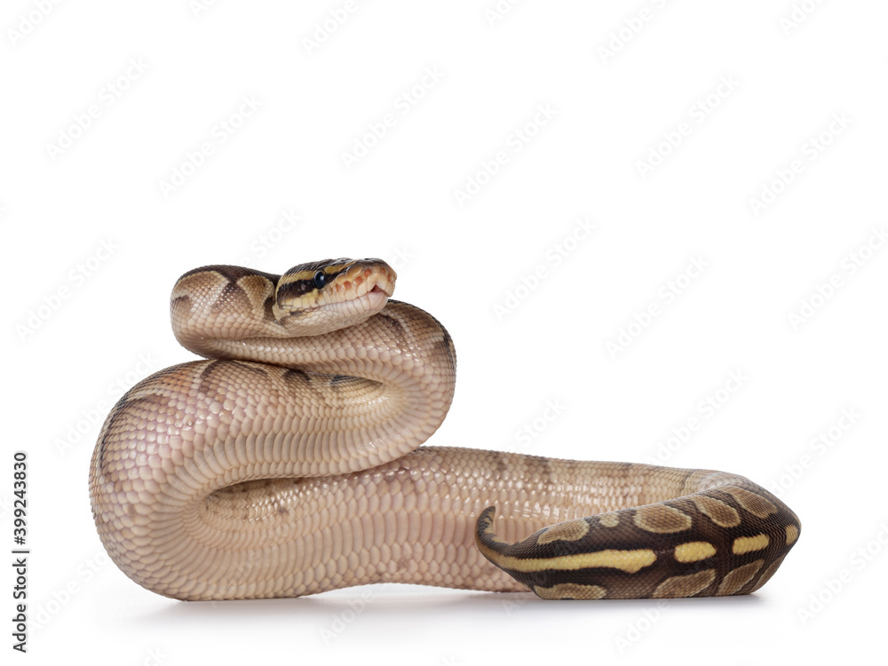 Leinwandbilder Baby butter Ballpython aka Python Regius, upright showing belly. Isolated on white background.