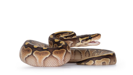 Baby butter Ballpython aka Python Regius, head up and mouth open to bite. Isolated on white background.