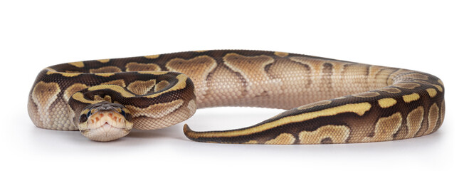 Baby butter Ballpython aka Python Regius. Isolated on white background.