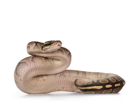 Baby butter Ballpython aka Python Regius, upright showing belly. Isolated on white background.