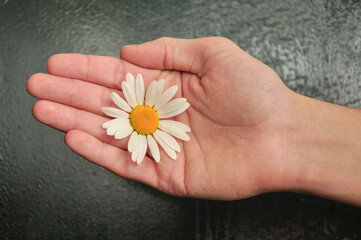 a dry hand with the flower of  
camomile on it