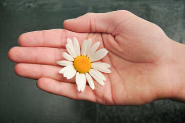a dry hand with the flower of  
camomile on it