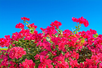 Blooming bougainvillea