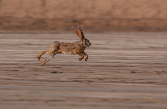 Wild Hare Wild Hare