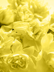 Botanical floral background of spring seasonal flowers - daffodil narcissus on a white background. Top view.