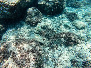 seabed with large stones. shallow waters near the coast. clear water of the tropical sea