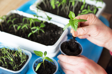 Hands with little pepper plant. Growing, seeding, transplant seedling, homeplant, vegetables at home