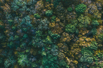 Autumn forest aerial top view from drone.