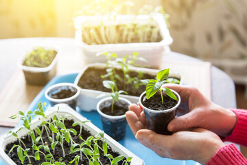 Hands with little plant in sunlight. Growing, seeding, planting, transplant seedling, homeplant, vegetables at home