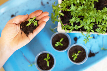 Hands with tagetes little plant. Growing, seeding, planting, transplant seedling, homeplant
