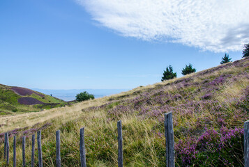 Fototapeta na wymiar Hiking, lavender field, Puy de Dôme, fault of Limagne, Auvergne, France