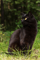 Naklejka na ściany i meble Bombay black cat in profile with yellow eyes outdoors sit in grass in garden in nature