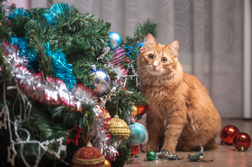 Funny ginger cat and christmas tree. Happy end. Cat playing with toy balls on tree and broke them. Fallen down tree. Cat portrait with eyes asking to forgive