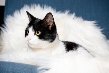 cute little cat sleeping on fluffy white  hygge concept