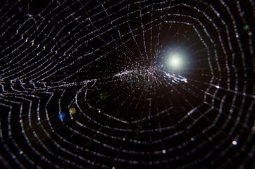 Light flare on spider web on black background