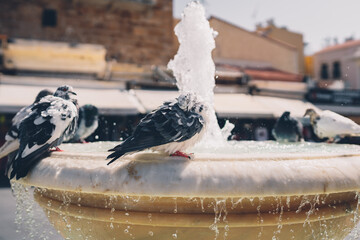 Tauben waschen sich an einem Springbrunnen