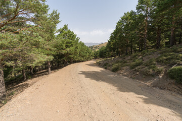 Fototapeta na wymiar Forest road in Sierra Nevada