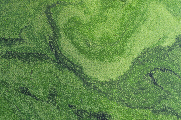 Top view of green duckweed and wolffia globosa pattern in black water