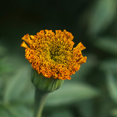 Marigolds shades of yellow and orange, Floral background