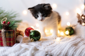 Fototapeta na wymiar Christmas cute kitten with gift on a white knitted background with cones and fir branches