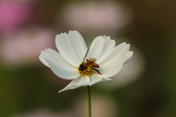 Bee collecting nectar from Mexican Aster or cosmos, a flowering plants with different colors, bright and lovely, tongue and tubular of the flowers being surrounded by bracts, nectar collector.