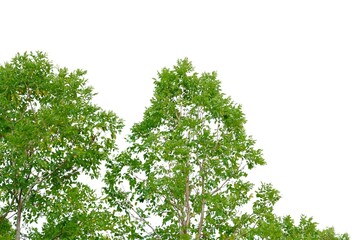 Fototapeta premium Tropical tree leaves with branches on white isolated background for green foliage backdrop 