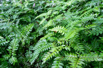 fern leaves
